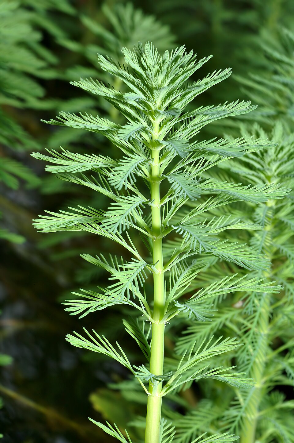 Myriophyllum aquaticum (parrotfeather) (alternate view 7)