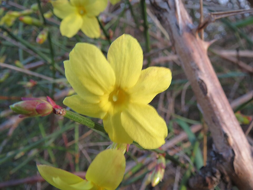 Jasminum nudiflorum (winter jasmine) (alternate view 6)