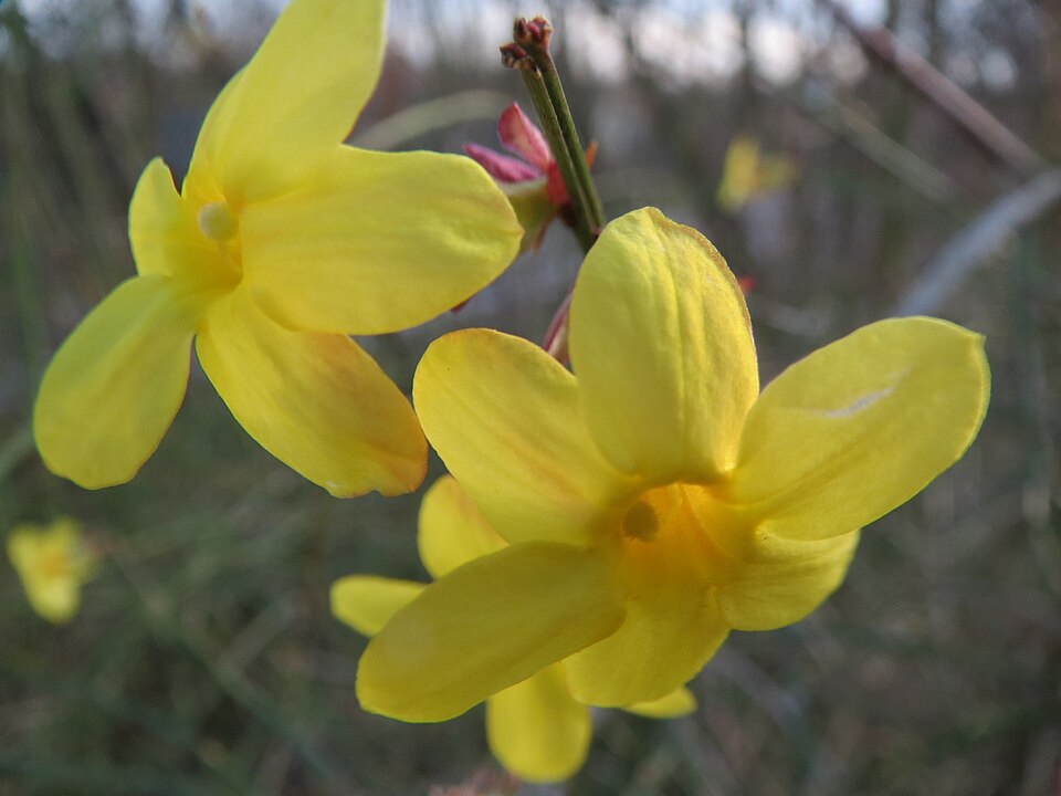Jasminum nudiflorum (winter jasmine) (alternate view 7)