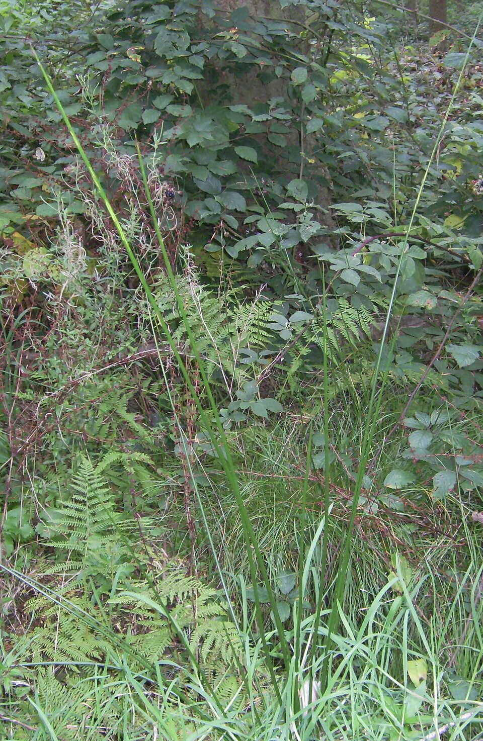 Juncus effusus (soft rush) (alternate view 6)
