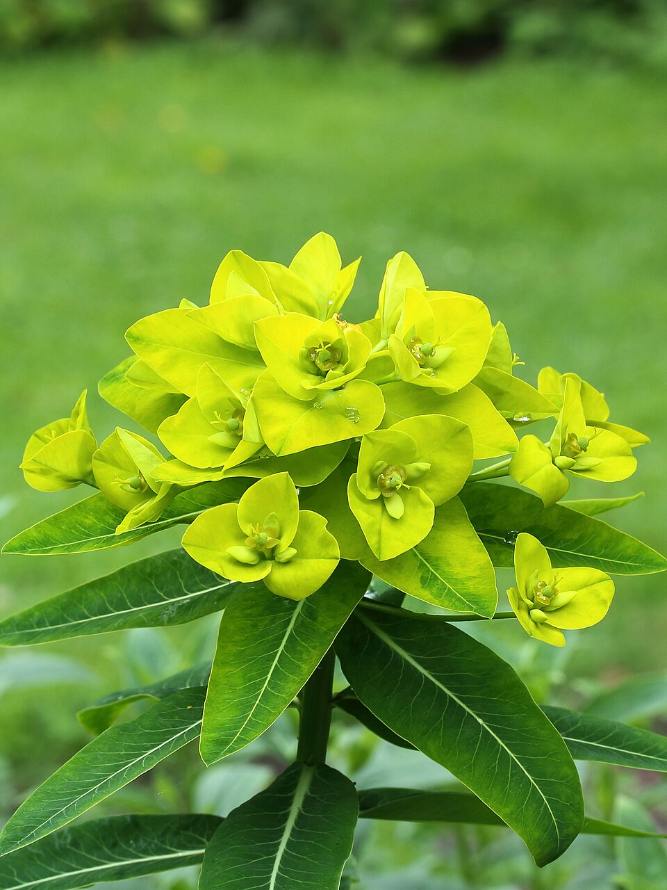 Euphorbia oblongata (eggleaf spurge)