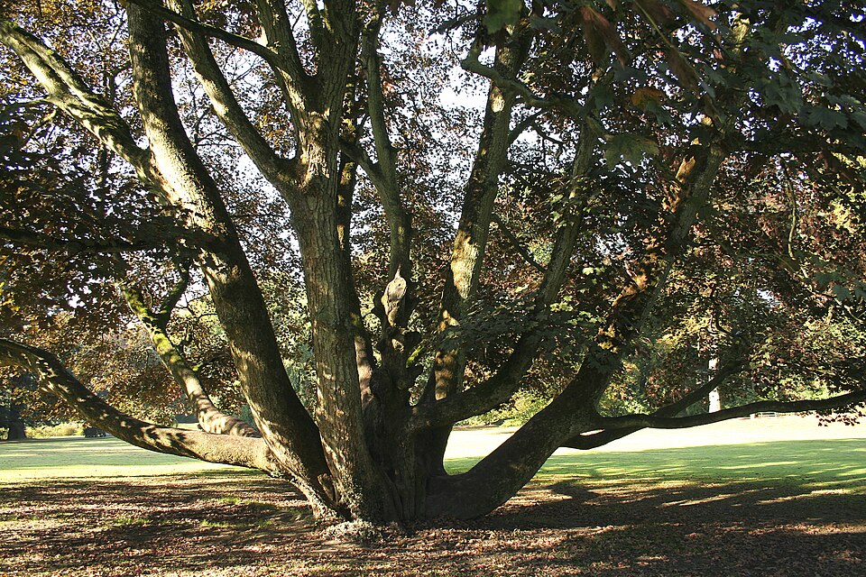 Acer pseudoplatanus 'Atropurpureum' (Purple Sycamore Maple) (alternate view 5)