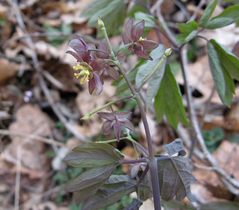 Caulophyllum giganteum (early blue cohosh) (alternate view 9)