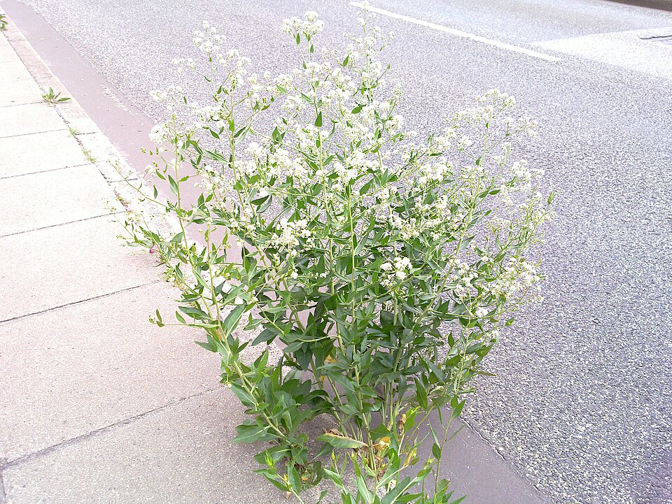 Lepidium latifolium (perennial pepperweed)