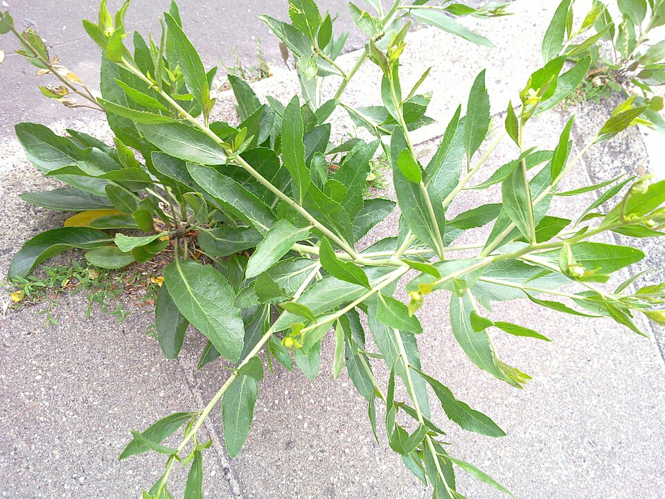 Lepidium latifolium (perennial pepperweed)