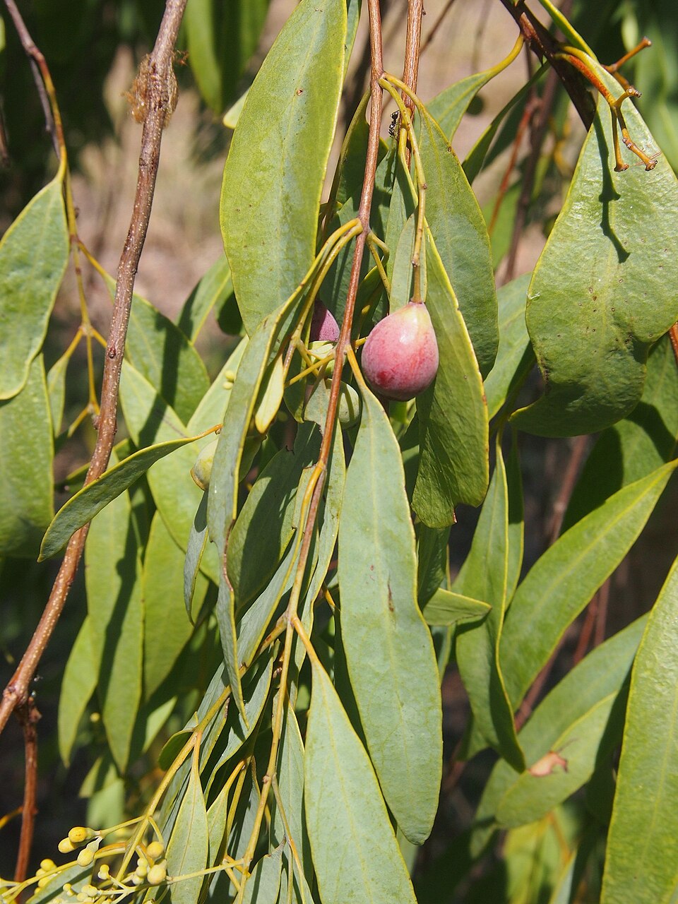 Santalum lanceolatum (Blue Bush) (alternate view 9)