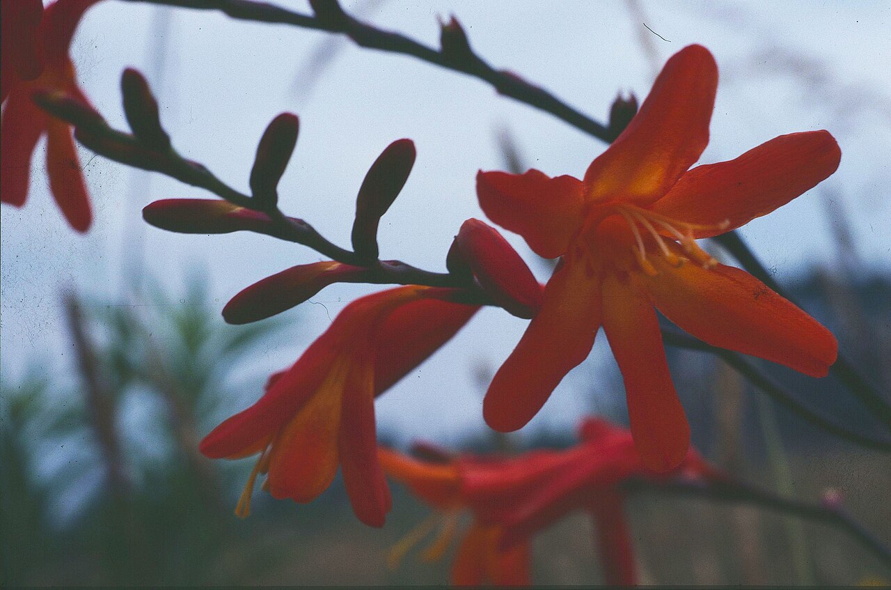 Crocosmia crocosmiiflora, Montbretia — clumping deciduous (Iridaceae) (image 8 of 10)