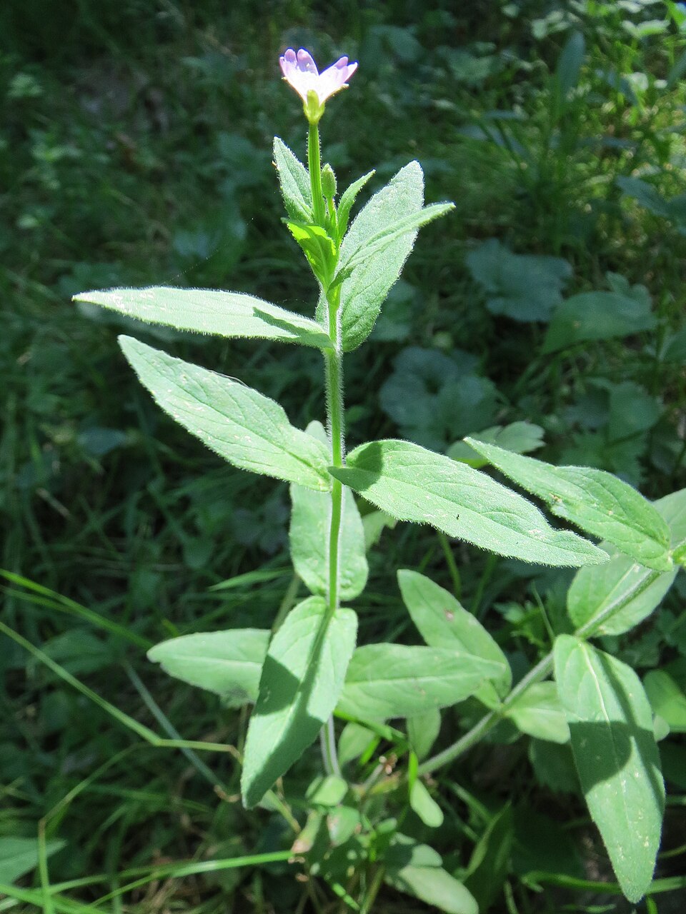 Epilobium hirsutum (Great Willowherb)