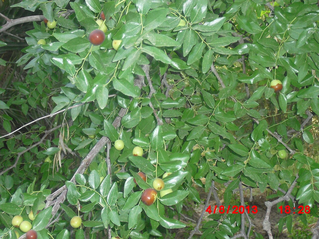 Ziziphus jujuba, Chinese jujube — upright deciduous (Rhamnaceae) (image 8 of 9)