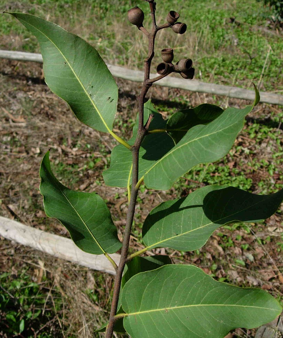 Corymbia torelliana (cadaghi) (alternate view 5)