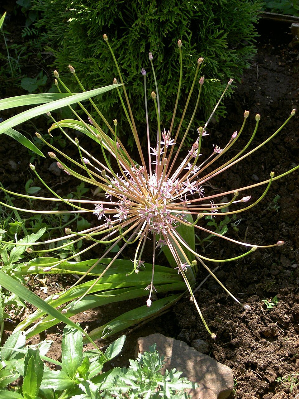 Allium schubertii (satellite onion) (alternate view 6)