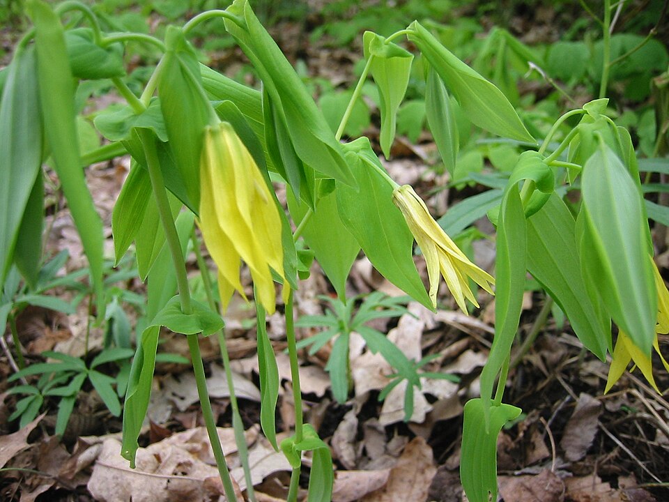 Uvularia grandiflora (largeflower bellwort)