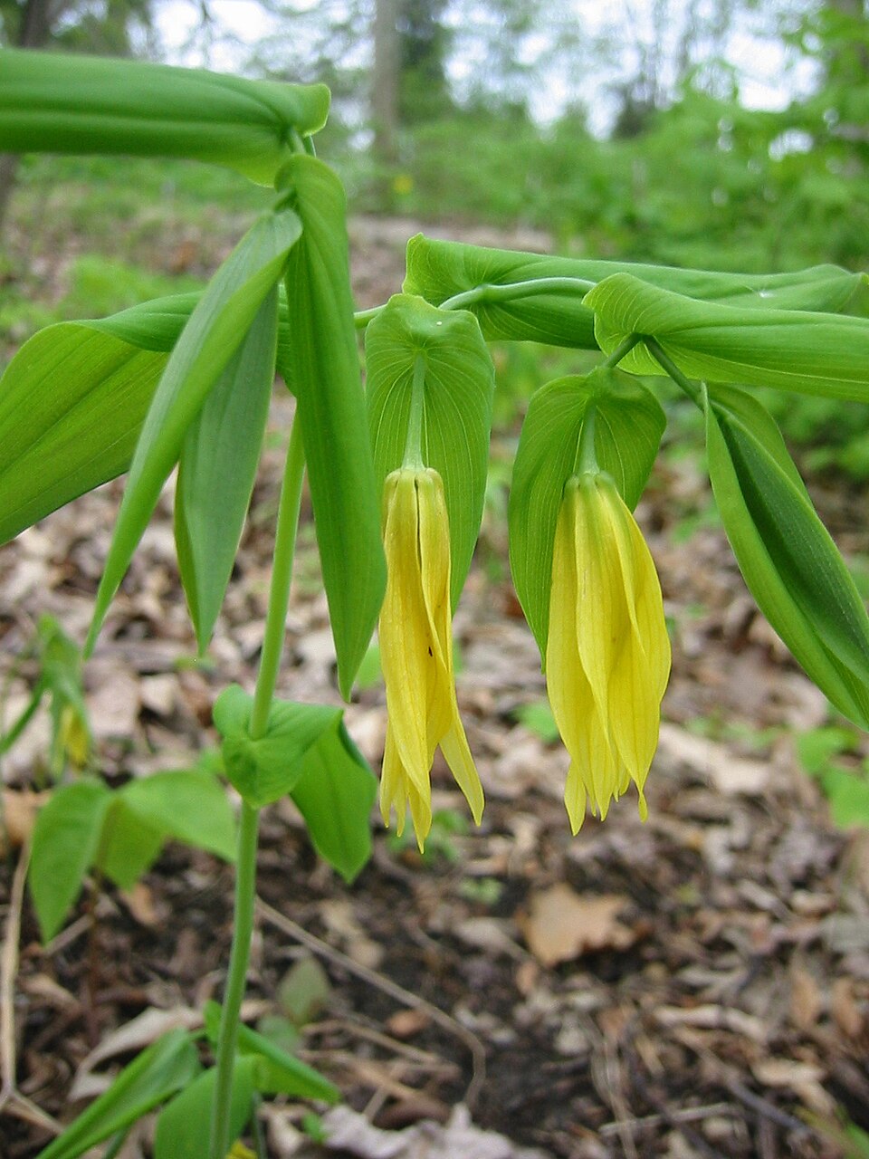 Uvularia grandiflora (largeflower bellwort)