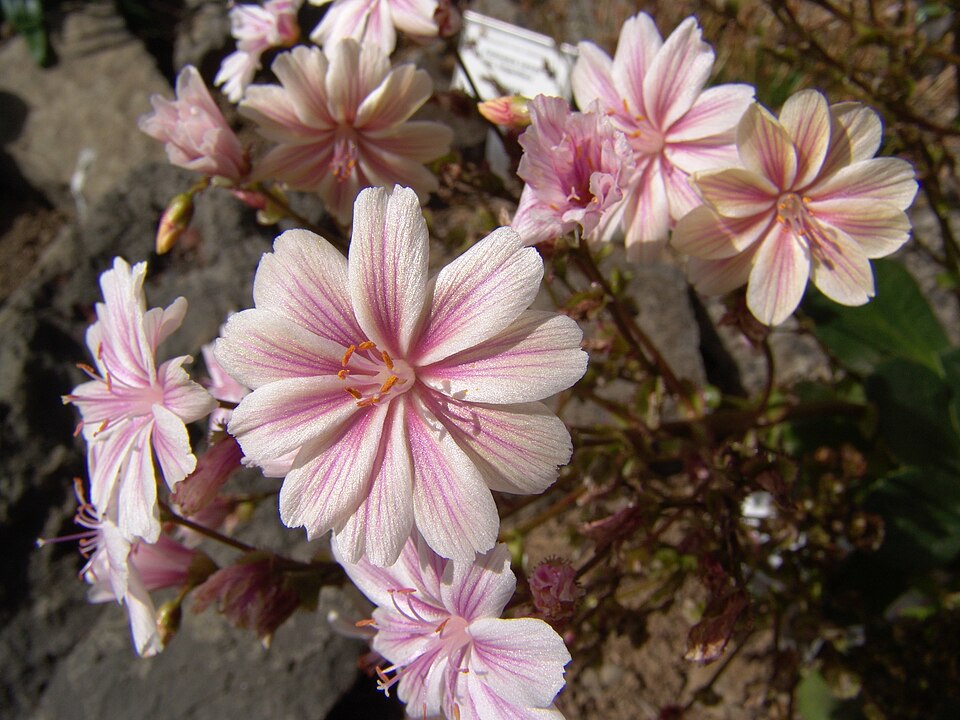 Lewisia cotyledon (lewisia) (alternate view 6)