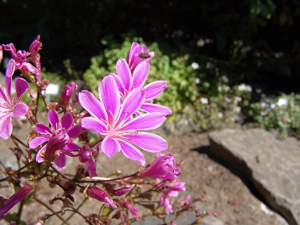 Lewisia cotyledon (lewisia) (alternate view 7)