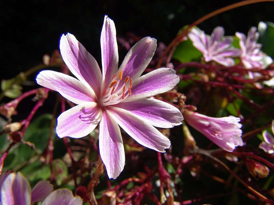 Lewisia cotyledon (lewisia) (alternate view 8)