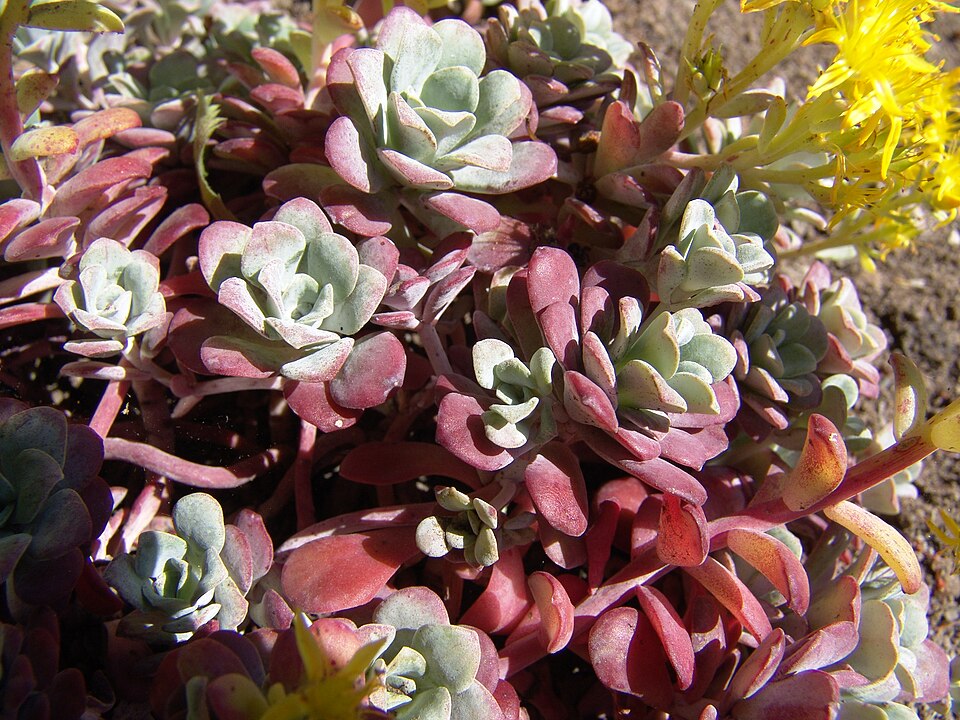 Sedum spathulifolium (Broadleaf Stonecrop) (alternate view 6)