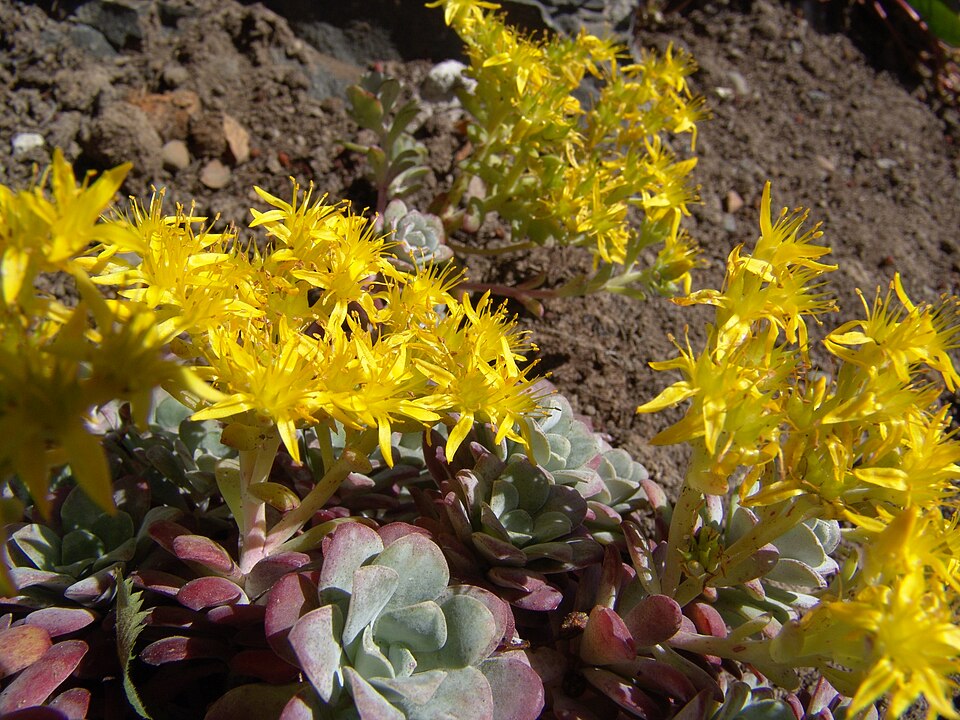 Sedum spathulifolium (Broadleaf Stonecrop) (alternate view 7)