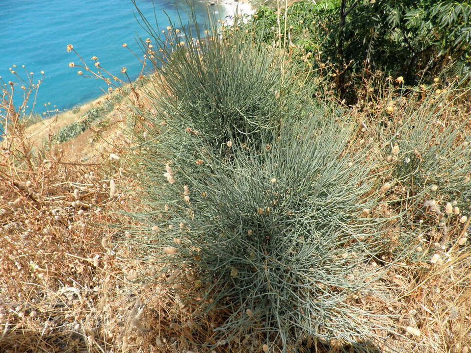 Ephedra (Jointfirs) (alternate view 4)