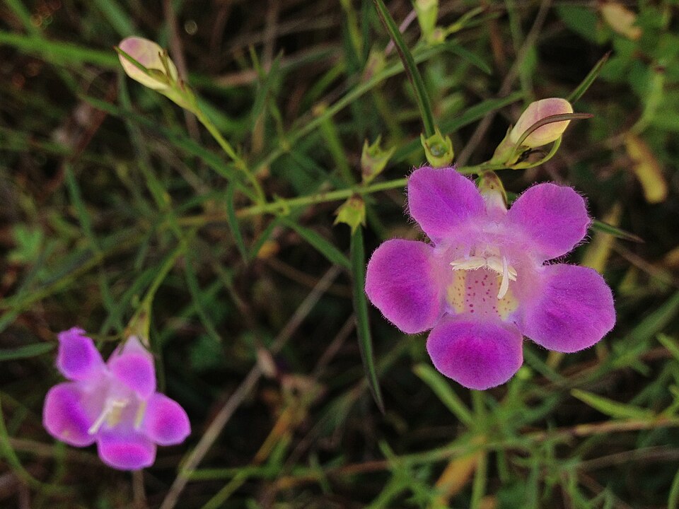 Agalinis purpurea (purple false foxglove) (alternate view 8)