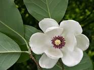 Magnolia sieboldii (Oyama magnolia) (alternate view 8)