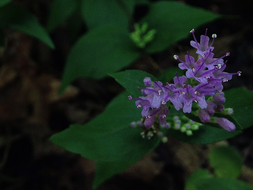 Cunila origanoides (common dittany) (alternate view 6)
