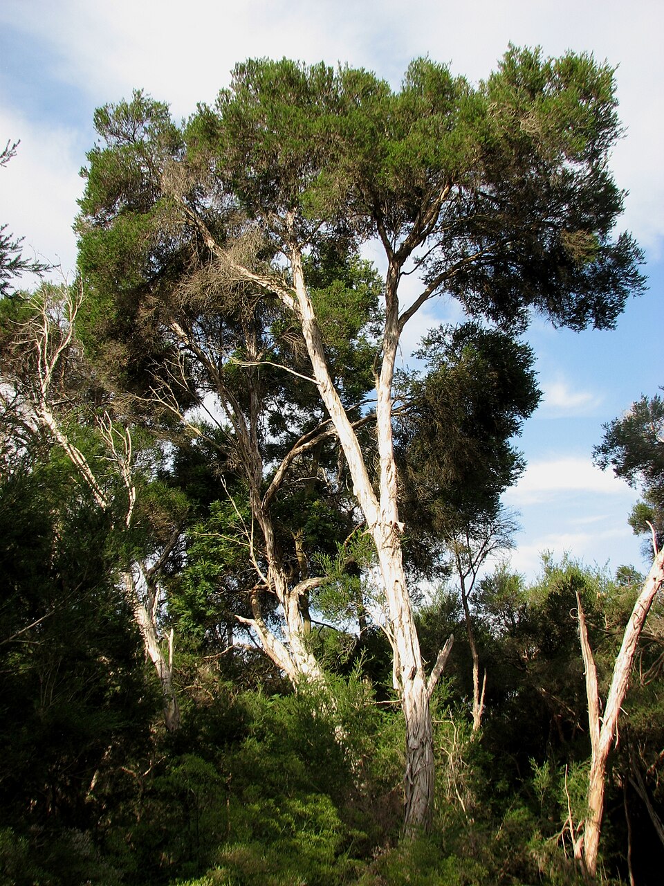 Melaleuca ericifolia (Swamp Paperbark) (alternate view 8)
