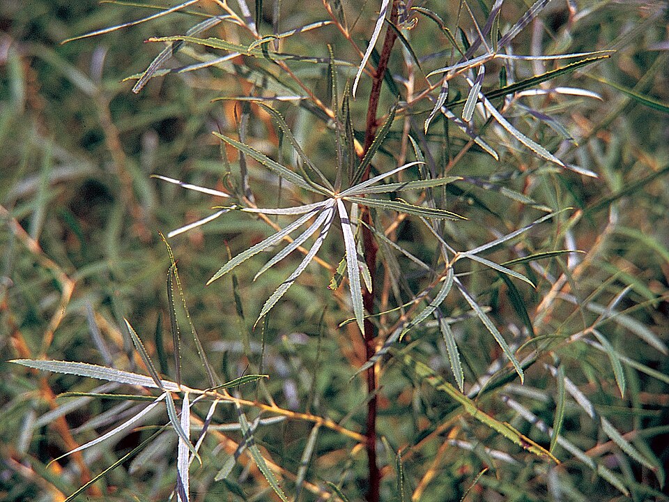 Salix interior (interior sandbar willow) (alternate view 10)