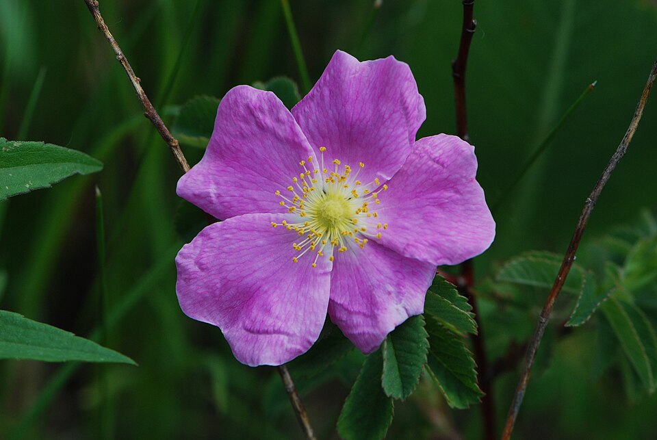Rosa arkansana (prairie rose) (alternate view 8)