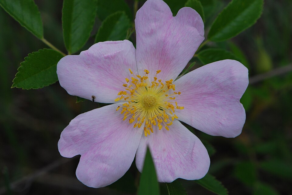 Rosa arkansana (prairie rose) (alternate view 9)