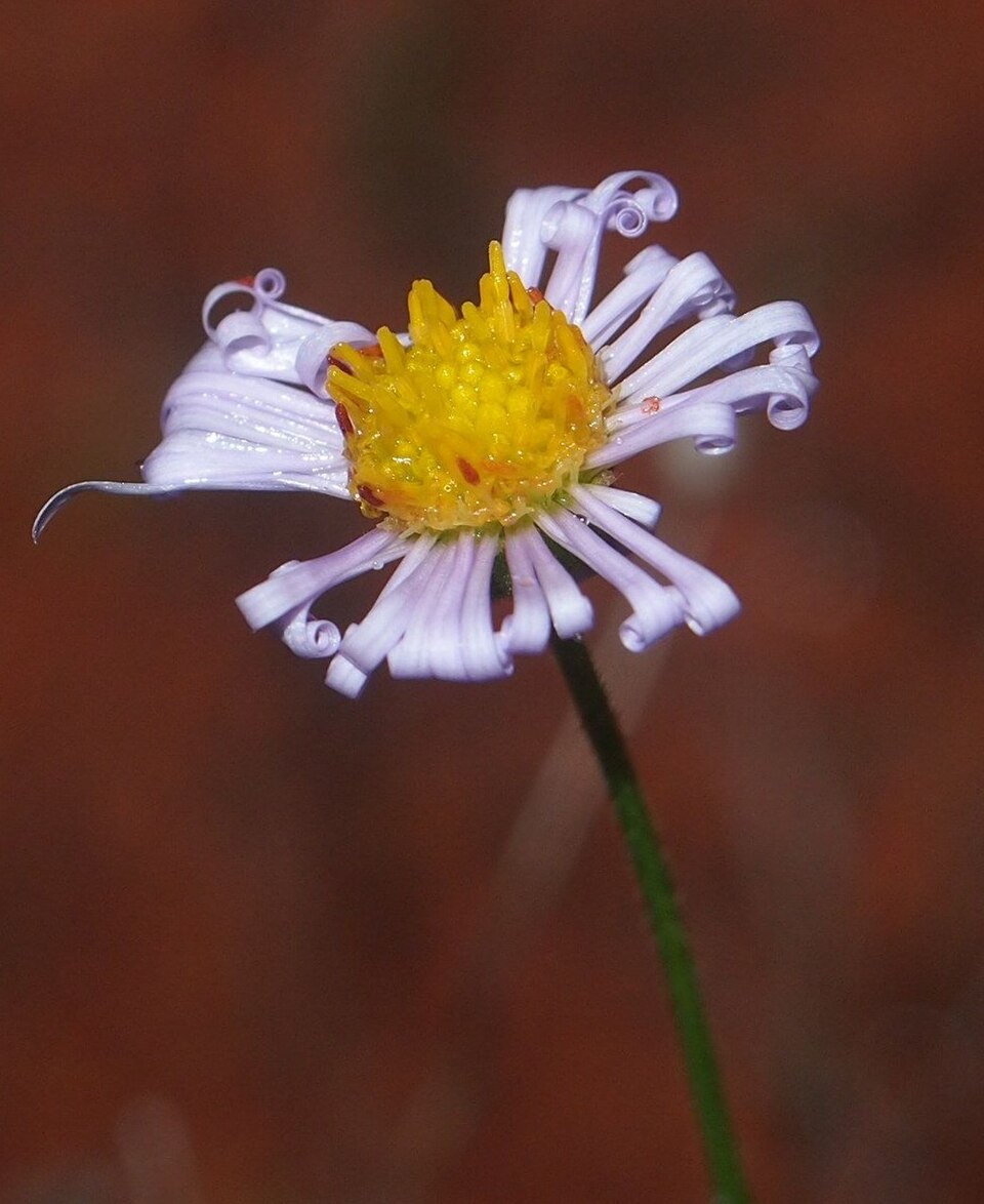 Brachyscome ciliaris (Variable Daisy) (alternate view 6)