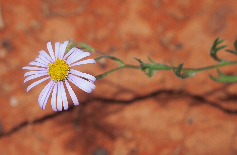 Brachyscome ciliaris (Variable Daisy) (alternate view 7)