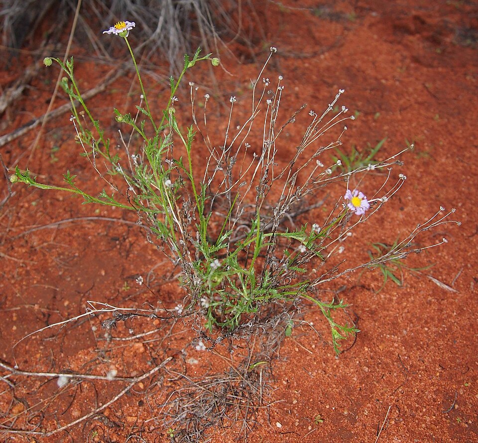 Brachyscome ciliaris (Variable Daisy) (alternate view 8)
