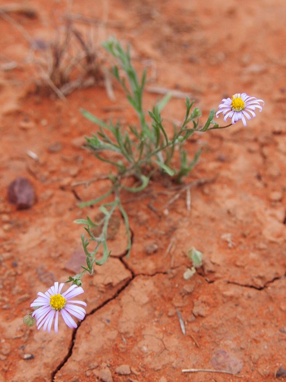 Brachyscome ciliaris (Variable Daisy) (alternate view 9)