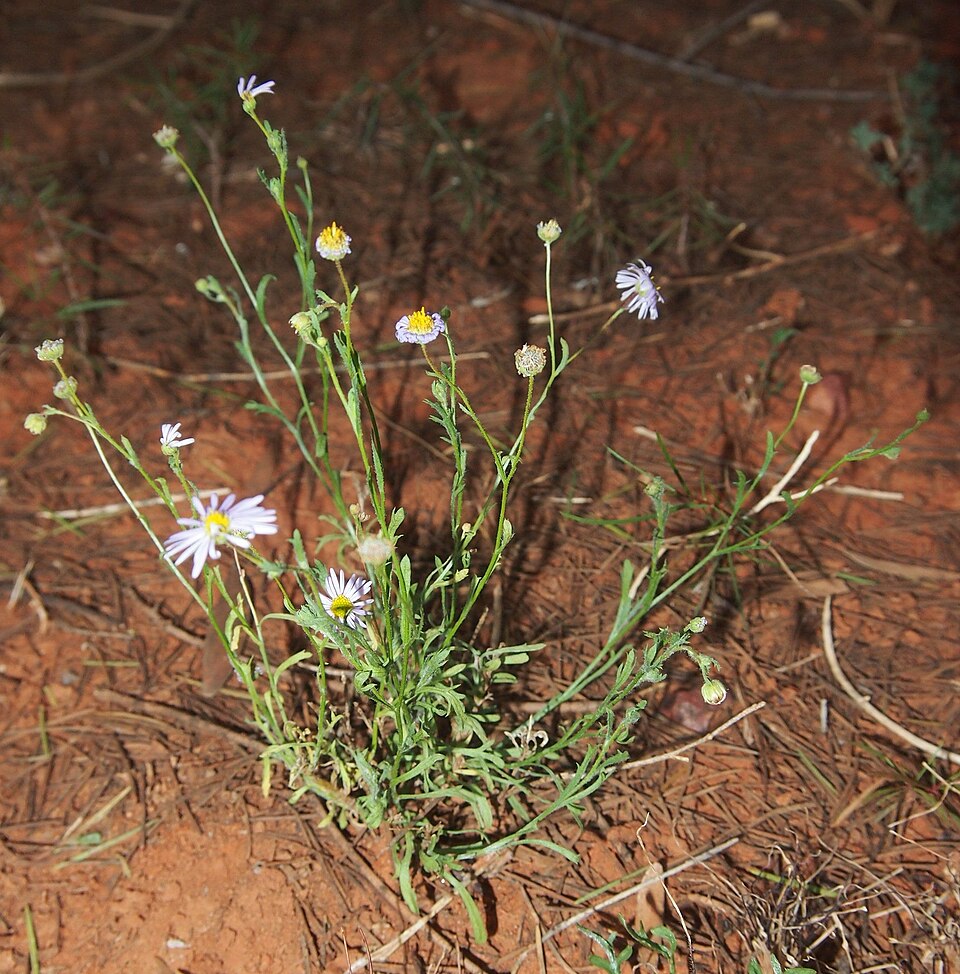 Brachyscome ciliaris (Variable Daisy) (alternate view 10)