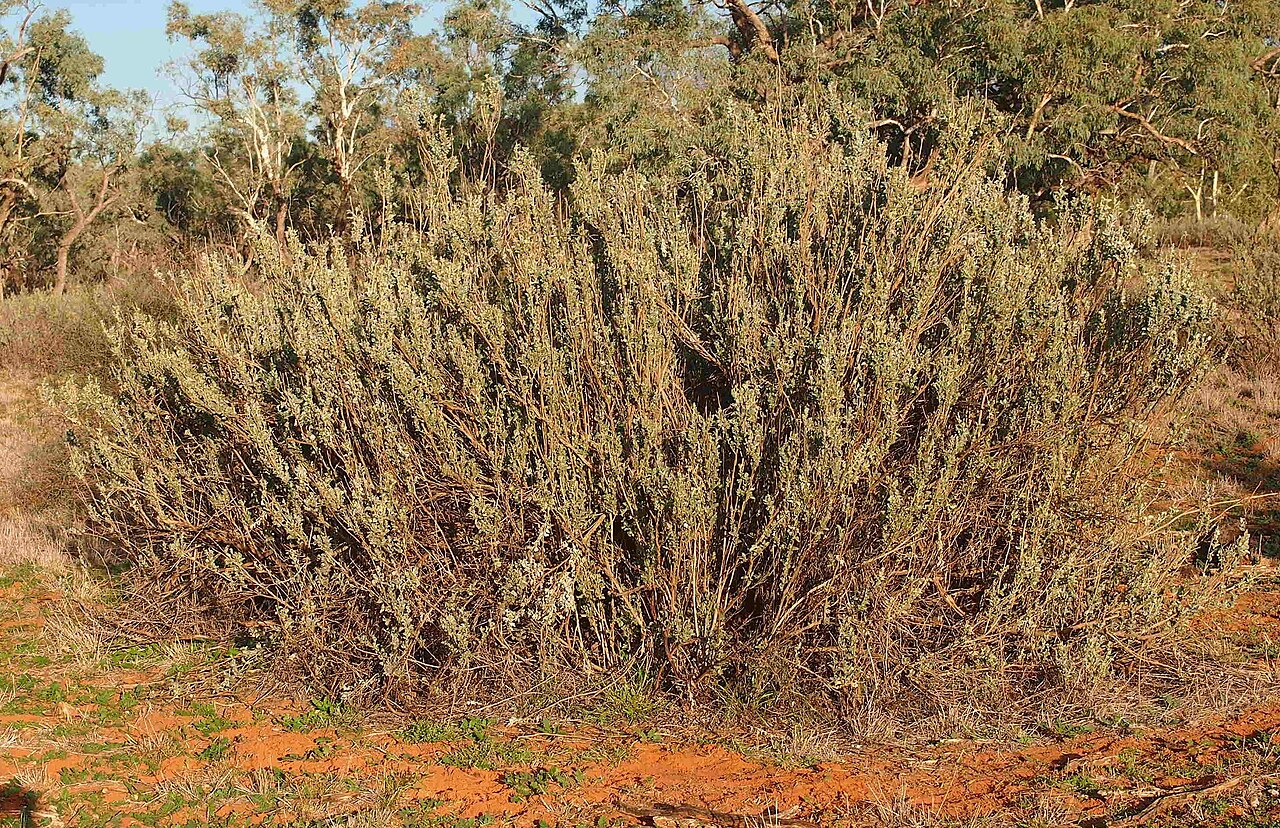 Atriplex nummularia, Old man saltbush — spreading evergreen (Amaranthaceae) (image 2 of 9)