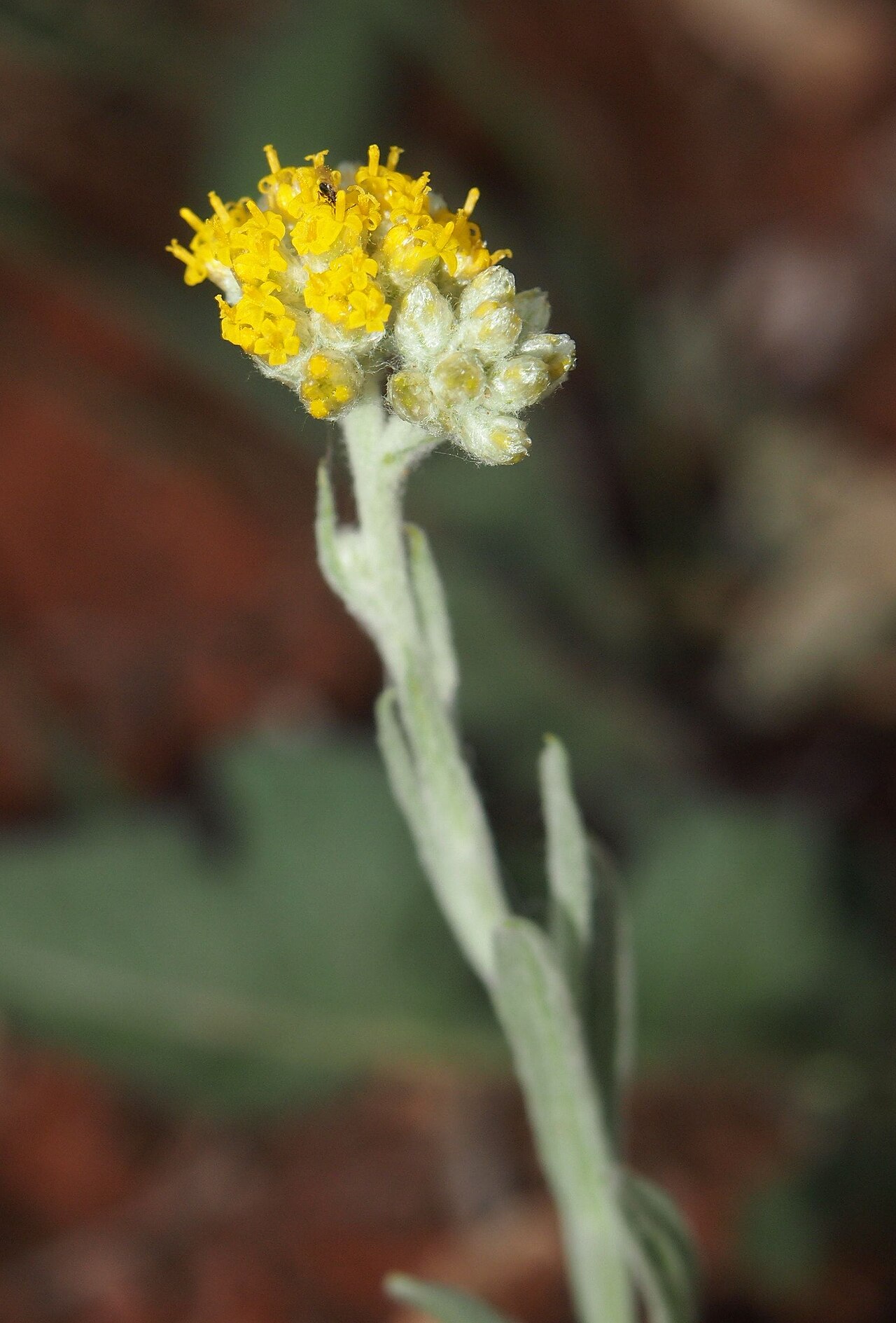 Chrysocephalum apiculatum, Common everlasting — spreading evergreen (Asteraceae) (image 10 of 10)