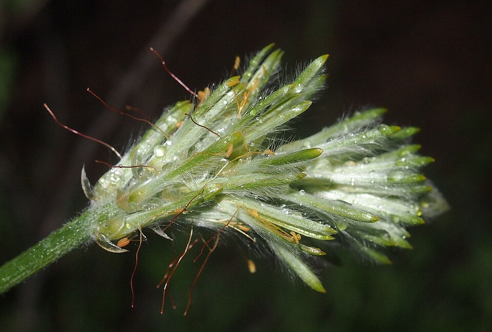 Ptilotus polystachyus (Prince of Wales Feather) (alternate view 8)