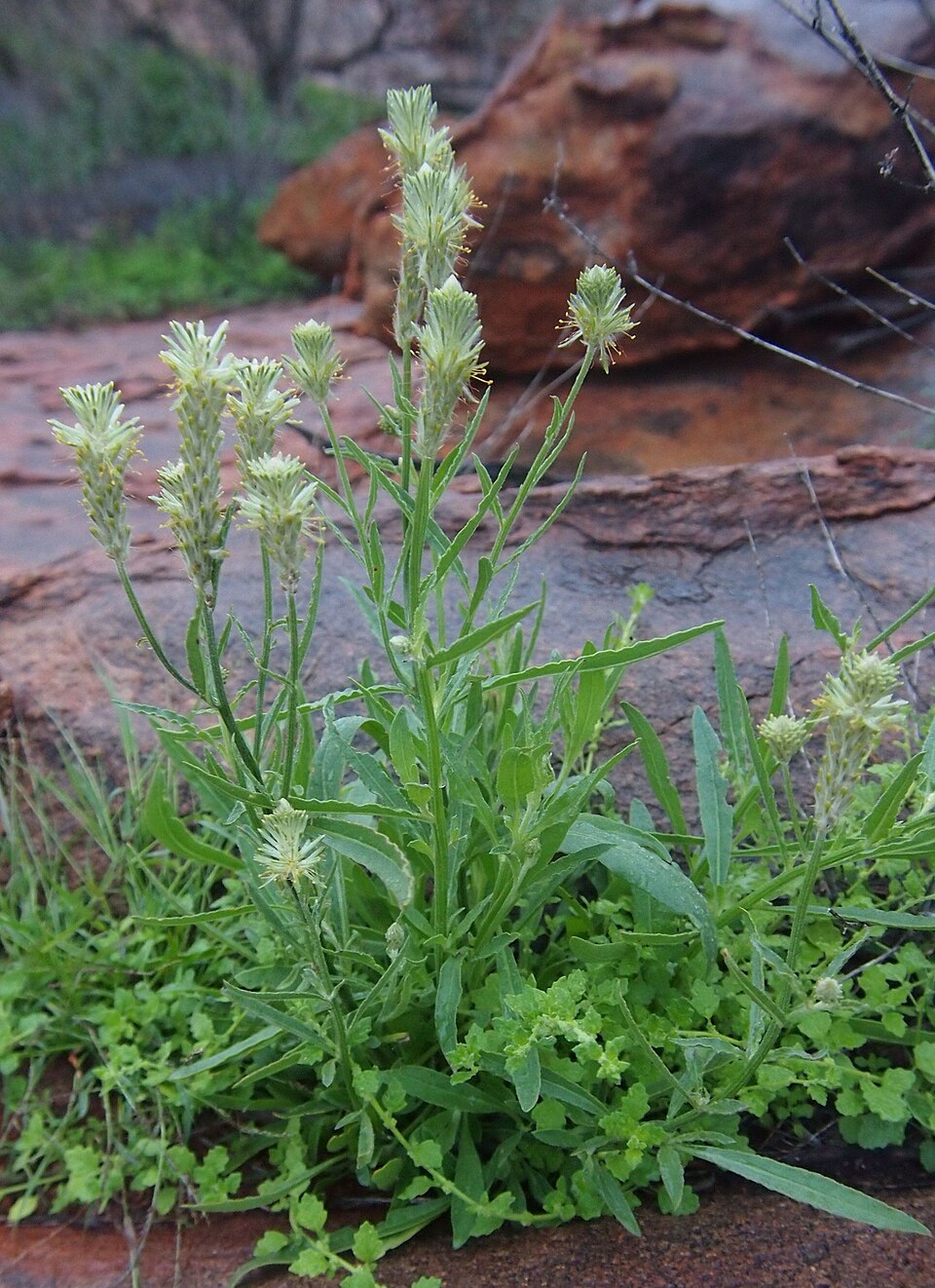 Ptilotus polystachyus (Prince of Wales Feather) (alternate view 9)
