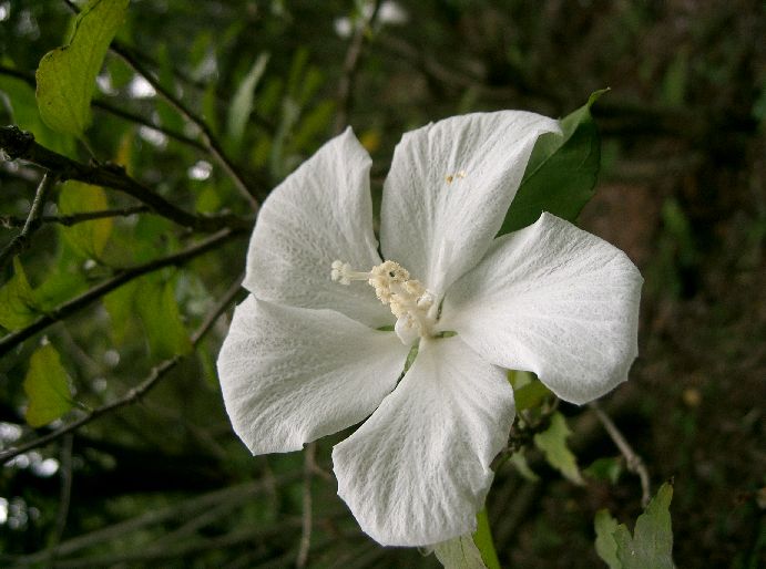 Hibiscus syriacus 'Diana' (Diana Rose of Sharon)