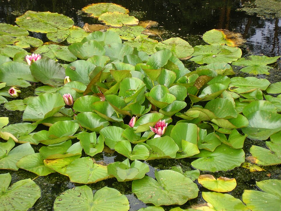Nymphaea × marliacea (coloured water-lily) (alternate view 4)