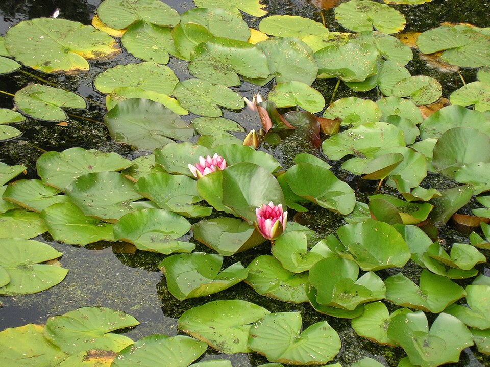 Nymphaea × marliacea (coloured water-lily) (alternate view 5)