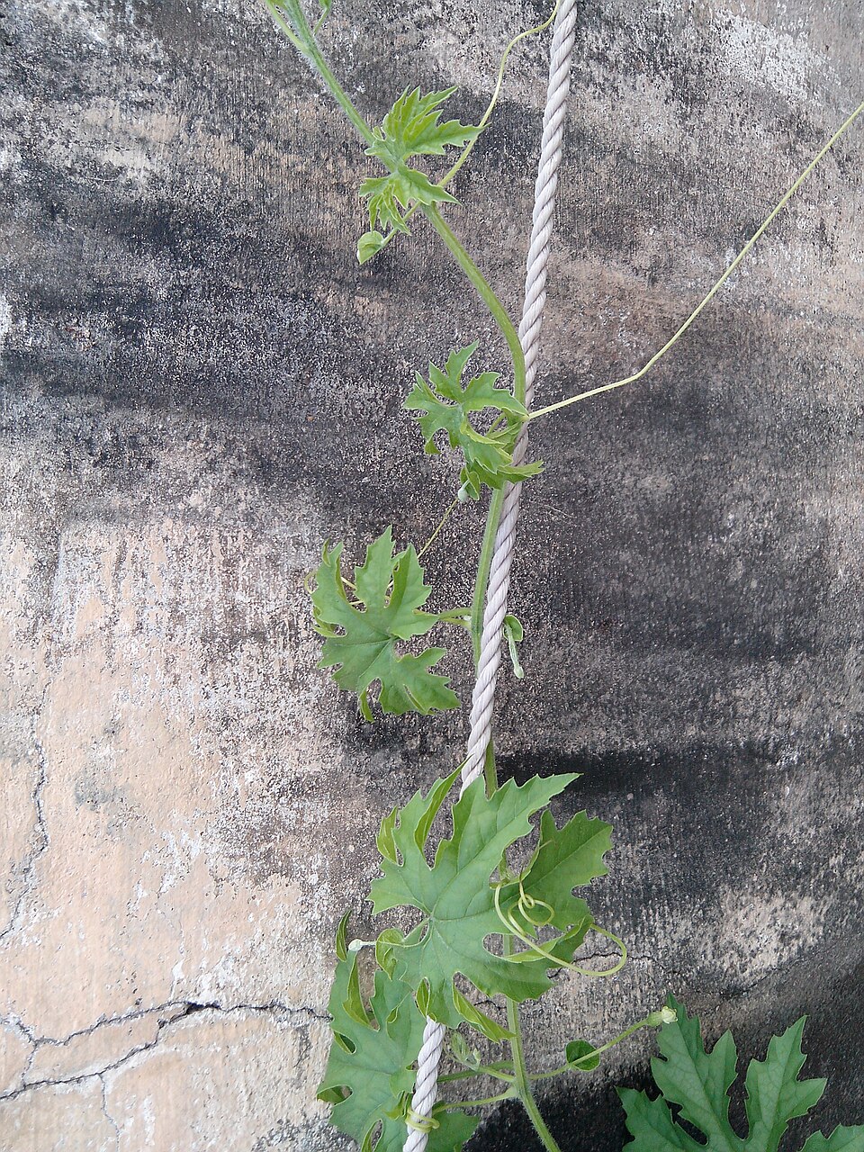 Momordica charantia (Bitter Melon) (alternate view 7)