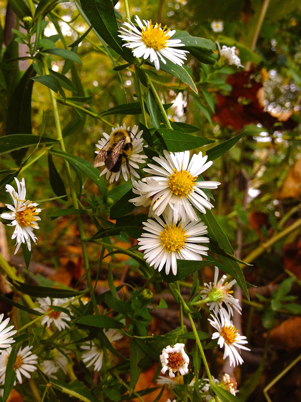 Symphyotrichum lanceolatum (panicled aster)