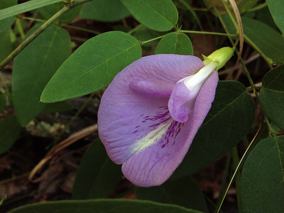 Clitoria mariana (Pigeonwings) (alternate view 6)