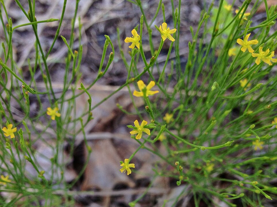 Hypericum gentianoides (pineweed) (alternate view 5)