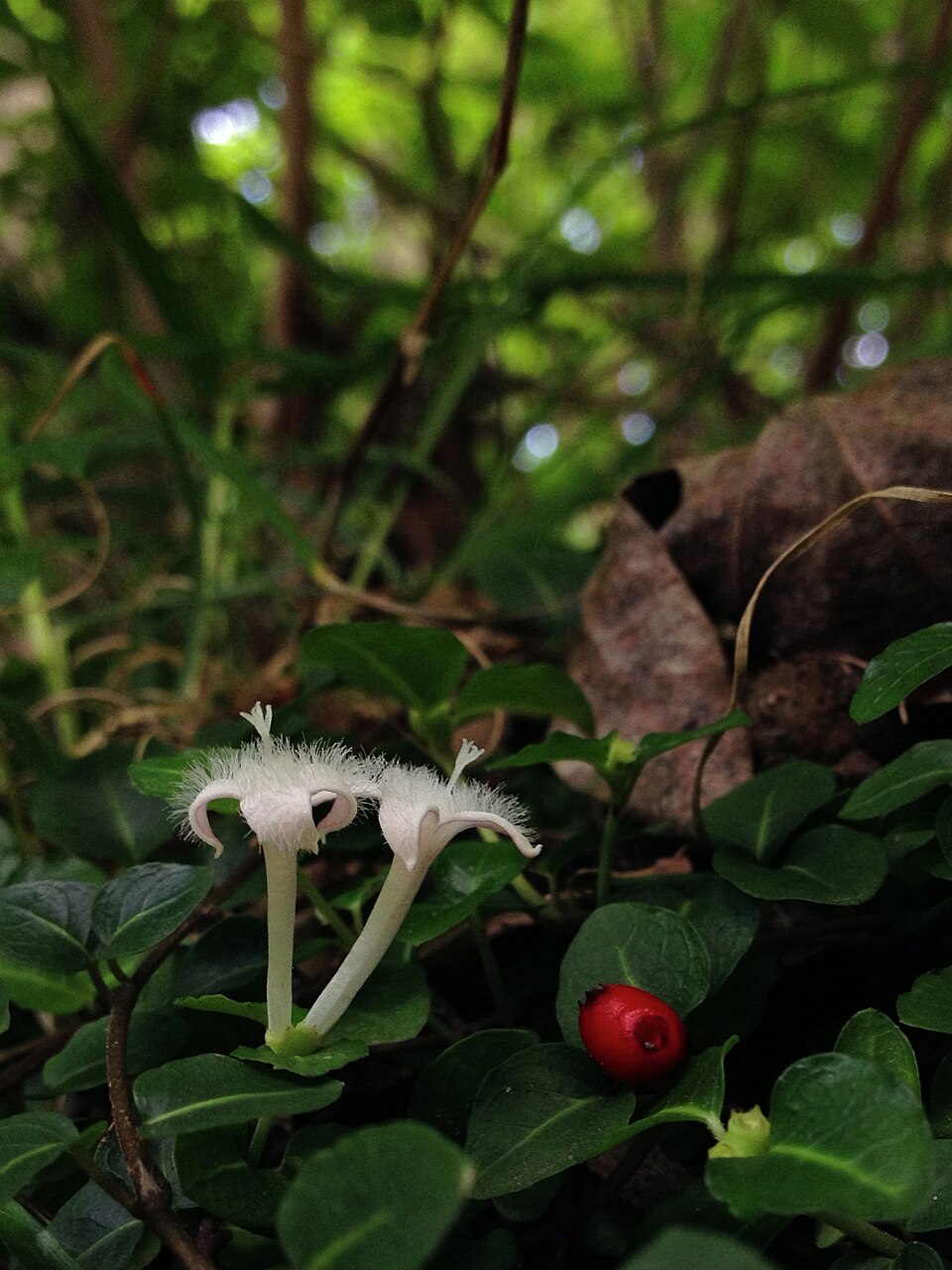 Mitchella repens (partridgeberry)