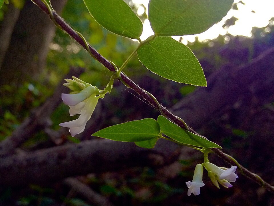 Amphicarpaea bracteata (American hog-peanut)