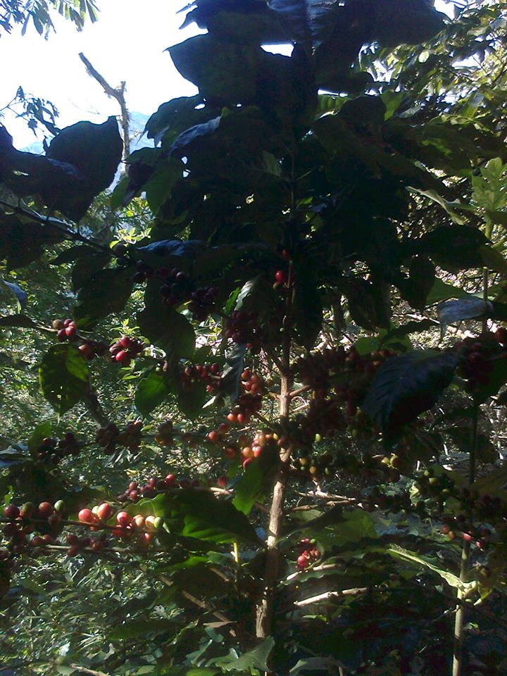 Coffea (Coffees) (alternate view 2)