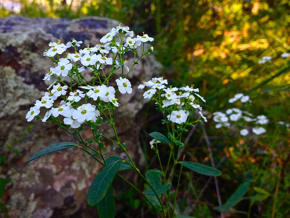 Euphorbia corollata (flowering spurge) (alternate view 3)